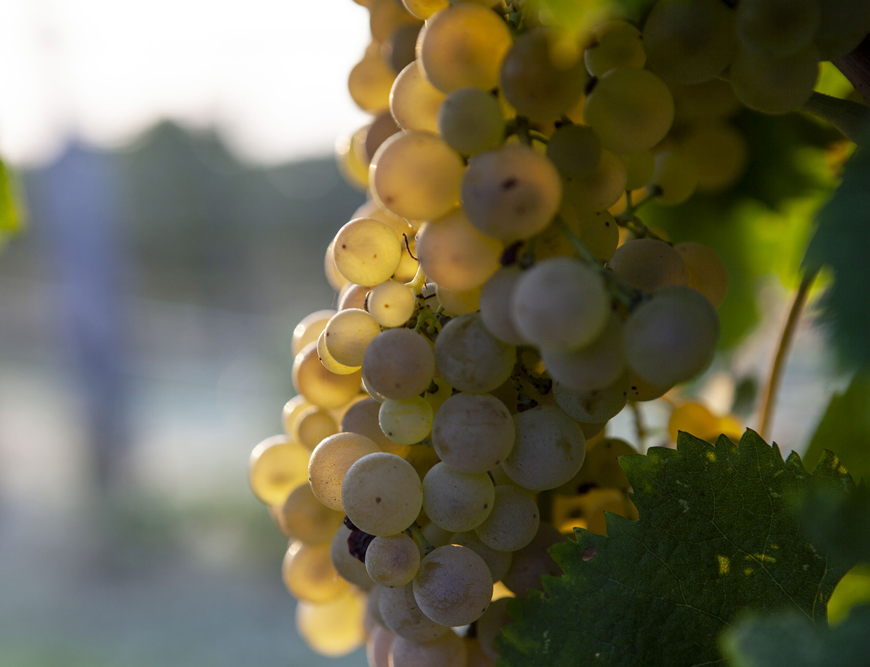 uva bianca per produzione vino bianco veronese IGT